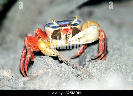 Terra rossa granchio (Gecarcinus quadratus), Pacific Coast, Costa Rica Foto Stock