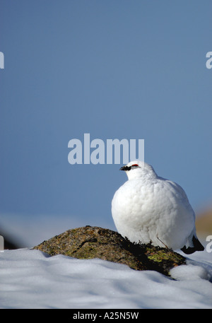 Pernice bianca (Lagopus mutus), d'inverno il piumaggio, Regno Unito, Scozia, Cairngorms National Park Foto Stock