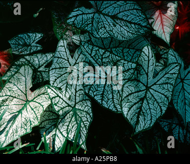 Foglie di cuore a forma di pianta tropicale Caladium sono noti anche come ali d'angelo vescovi o alghe Foto Stock