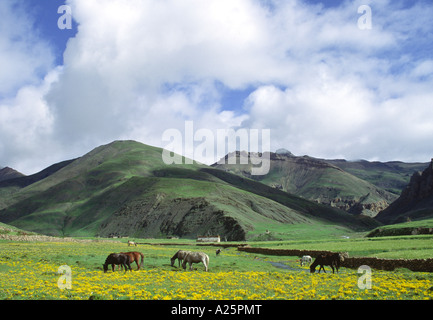 I cavalli pascolano nei campi pieni di fiori selvaggi vicino ad un ruscello e campi di orzo nel fare TARAP VALLEY QUARTIERE DOLPO NEPAL Foto Stock