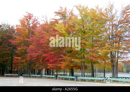 I colori dell'autunno nel sud-est Michigan mi vicino a Detroit Foto Stock