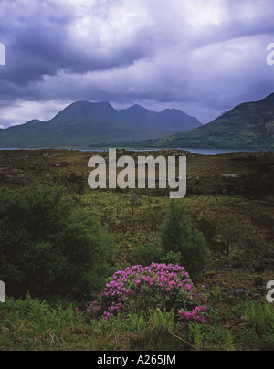 Vista del Loch Torridon verso Beinn Alligin con fiori selvatici e heather in primo piano, Highlands della Scozia,Scozia, Regno Unito Foto Stock