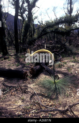 Xanthorrhoea - balga, erba tree. Slang blackboy dalla parola Aborigena per il ragazzo. Australia. Grampian National Park dopo 2006 fire. Foto Stock