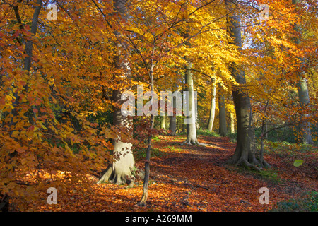 In autunno i boschi di faggio Foto Stock