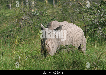 Rinoceronte bianco o piazza a labbro rinoceronte (Ceratotherium simum) a Lake Nakuru NP, Kenya. Foto Stock