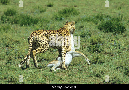 Ghepardo Acinonyx jubatus trascinando un'Impala kill lungo il terreno in ombra sul Serengeti East Africa Tanzania Foto Stock