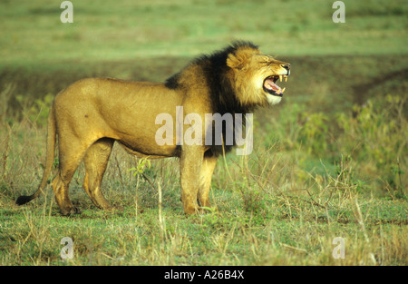 African Lion Panthera Leo Lion adulti profumare l'aria per una leonessa femmina in Tanzania Africa orientale Foto Stock