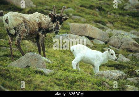 La renna Rangifer tarandus renne femmina in piedi sul lato di una montagna con una giovane tutti vitello bianco Foto Stock