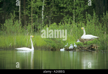 Whooper Swan Cygnus cygnus famiglia dei cigni whooper con un padre ed una madre e cygnets arrampicata la riva di un fiume Foto Stock