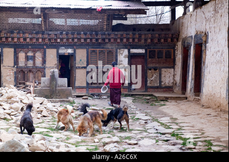 Un monaco alimenta cani selvatici al Gangtey Gompa monastero nel Bhutan Foto Stock