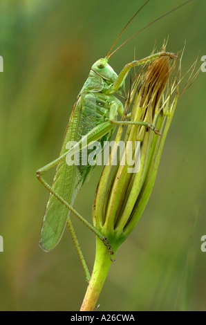 Grande macchia verde cricket Tettigonia viridissima Provence Francia Foto Stock