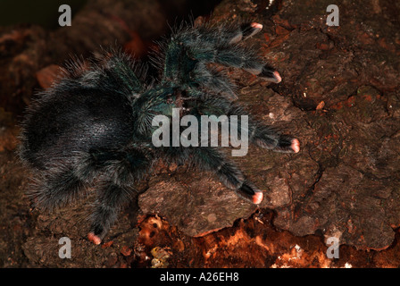 Tarantula Spider Irridescent Rosa Toed Avicularia metallica Suriname America del Sud Foto Stock