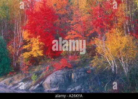 Aceri e betulle nel picco Colore di autunno sulla riva del lago di Simon maggiore Sudbury Ontario Foto Stock