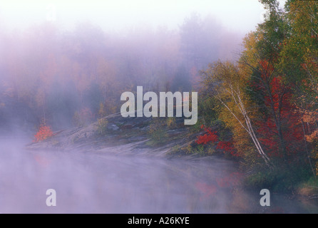 Acero arancione su rocky point di Simone lago nella nebbia mattutina maggiore Sudbury, Ontario Foto Stock