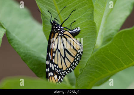 Farfalla monarca (Danaus plexippus) femmina la deposizione delle uova sul milkweed comune pianta ospite Ontario Foto Stock