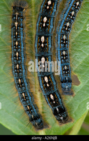 Forest tenda caterpillar (Malacosoma distria) tardi individui instar ammassato su Aspen Tree Ontario Foto Stock