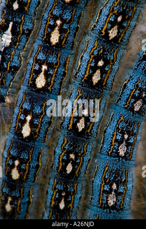 Forest tenda caterpillar (Malacosoma distria) tardi individui instar ammassato su Aspen Tree Ontario Foto Stock