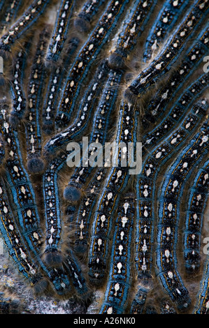 Forest tenda caterpillar (Malacosoma distria) tardi individui instar ammassato su Aspen Tree Ontario Foto Stock