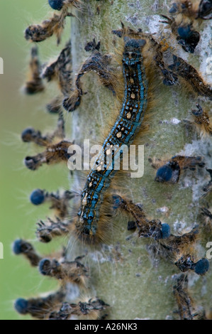 Forest tenda caterpillar (Malacosoma distria) tardi individui instar ammassato su Aspen Tree Ontario Foto Stock