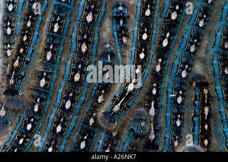 Forest tenda caterpillar (Malacosoma distria) tardi individui instar ammassato su Aspen Tree Ontario Foto Stock