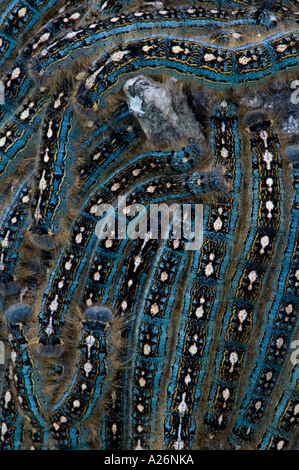 Forest tenda caterpillar (Malacosoma distria) tardi individui instar ammassato su Aspen Tree Ontario Foto Stock