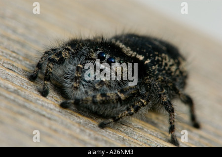 Audace jumping spider (Phidippus audax) Caccia sulla ringhiera del patio. Ontario Foto Stock