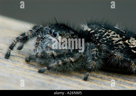 Audace jumping spider (Phidippus audax) Caccia sulla ringhiera del patio. Ontario Foto Stock