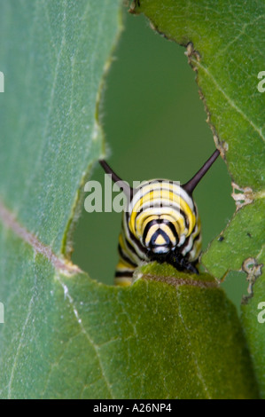 La Monarch bruchi (Danaus plexippus) Caterpillar alimentazione su milkweed foglia. Ontario, Canada Foto Stock