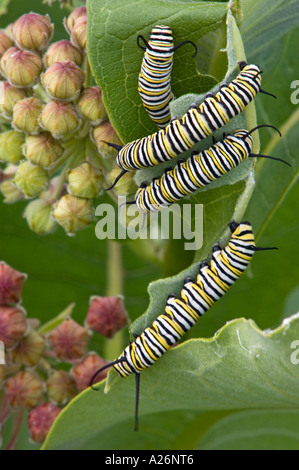 La Monarch caterpillar (Danaus plexippus) bruchi alimentazione su milkweed fiori. Ontario, Canada Foto Stock