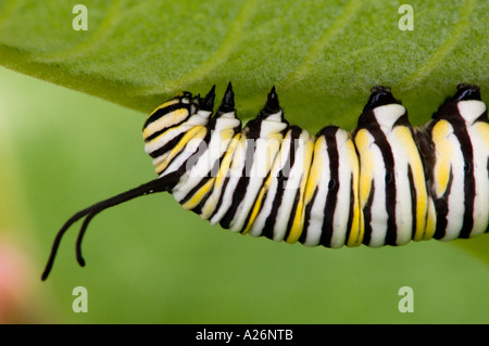 La Monarch caterpillar (Danaus plexippus) bruchi alimentazione su milkweed fiori. Ontario, Canada Foto Stock