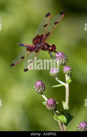 Il calicò pennant dragonfly (Celithimus elisa) si appollaia su erba seme head. Crean Hill Ontario, Canada Foto Stock