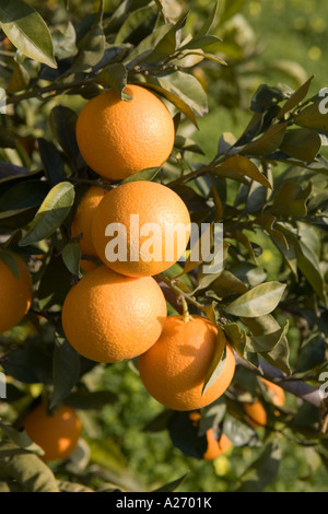 Close up di arance che crescono su albero , Vall de Laguar , Spagna Foto Stock