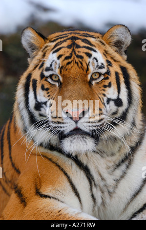 Sibirian Tiger (Panthera tigirs altaica) ritratto Foto Stock