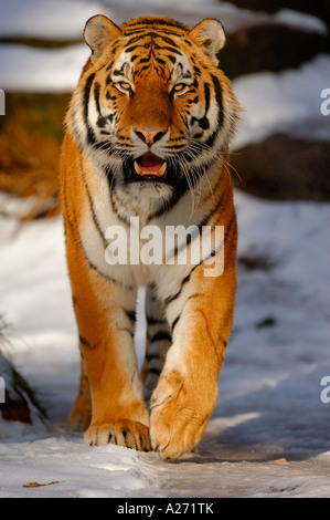 Sibirian Tiger (Panthera tigirs altaica) Foto Stock