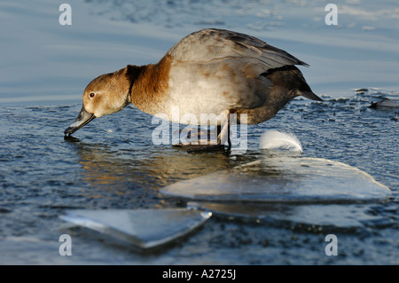 Pochard (Aythya ferina) femmina è stare su ghiaccio Foto Stock