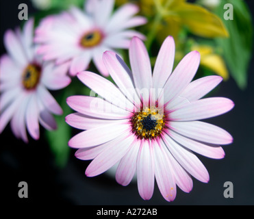 Close up di margherite in vaso di fiori Foto Stock