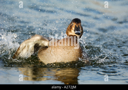 Pochard (Aythya ferina) è prendere un bagno , femmina Foto Stock