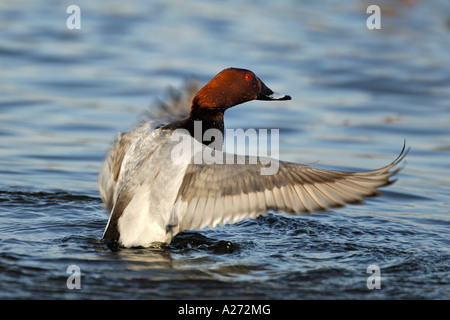 Anatra (Aythya ferina) maschio , tubicini le sue ali Foto Stock