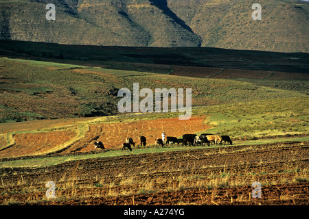 Pastore con il bestiame nelle montagne Maluti, Lesotho, Africa Foto Stock