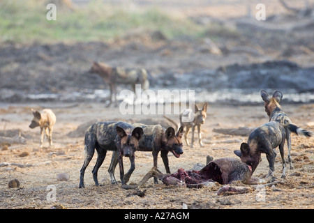 Wilddogs africana - Lycaon pictus - dopo un correttamente Hunt, che mangiano il kudu. Africa, Botswana, Linyanti, Chobe National Park Foto Stock