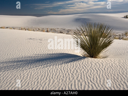 Bellissimo il vento scolpita in gesso bianco dune di sabbia bianca Monumento Nazionale con sapone tree (Yucca elata) crescita Foto Stock