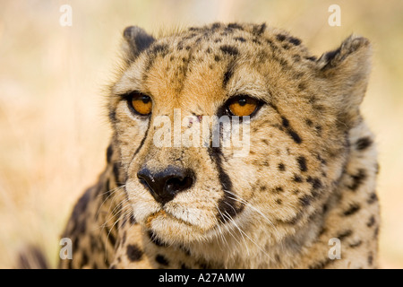 Ghepardo (Acinonyx jubatus) Namibia, Africa Foto Stock