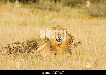 Full-cresciute lion (Panthera leo), maschio, il Parco Nazionale di Etosha, Namibia, Africa Foto Stock