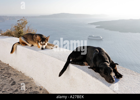 Dogs addormentato, Fira, Santorini, greco Foto Stock