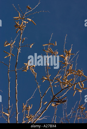 Screwbean mesquite o perrnillo (Prosopis pubescens) Cavatappi pod in autunno Foto Stock