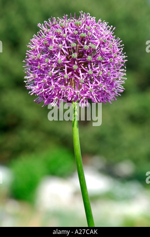 Giant Allium, Allium giganteum Foto Stock