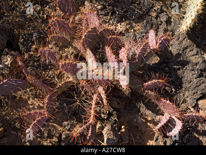 Engelmann s ficodindia cactus sulla recente flusso di lava vicino Chorizozo New Mexico Foto Stock