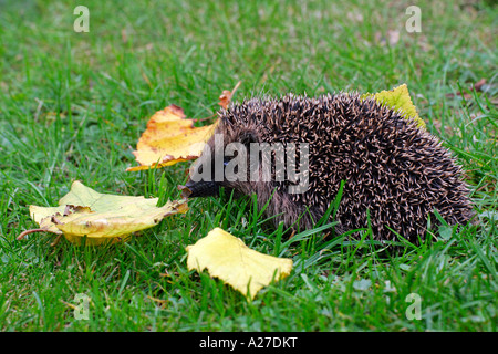 Giovani riccio in autunno (Western Riccio) (European Riccio) Foto Stock