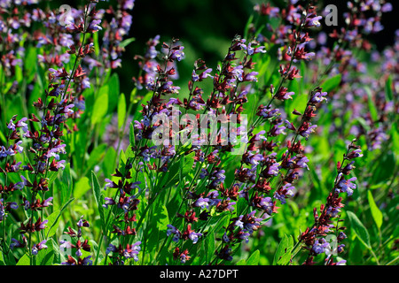 Comune di salvia (Salvia officinalis) Foto Stock