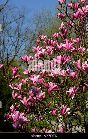 Magnolia - ibrido (Magnolia Heaven Scent) Foto Stock